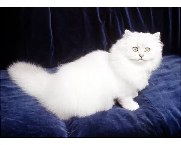 A Chinchilla cat Febrauary 1987