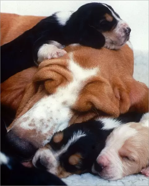 Bassett Hound dog sleeping with her puppies December 1995