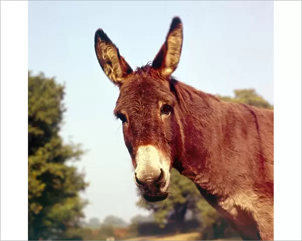 A donkey at an English farm January 1972