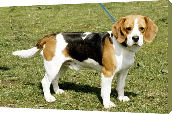 A beagle dog on a lead June 1987
