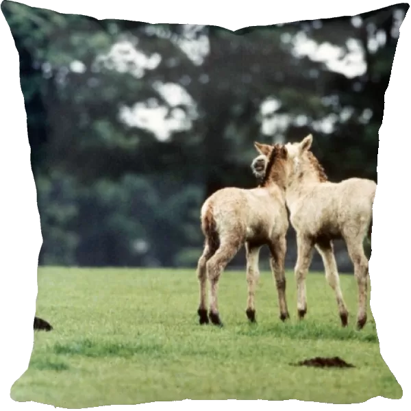 Przewalskis Foals playing together at Whipsnade Wild Animal Park May 1994