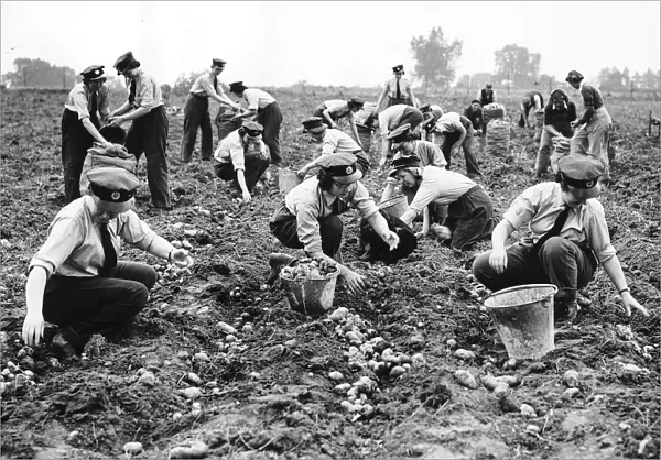 WaFs picking potatoes on a farm in the London area during WW2 1941