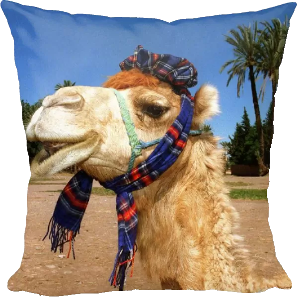 Morocco world cup feature June 1998 Marrakesh a camel wears tartan scarf