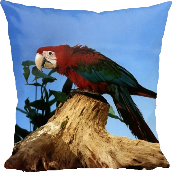 Green wing Macaw circa 1994