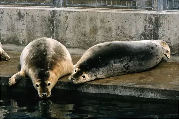 Animals Seals May 1994