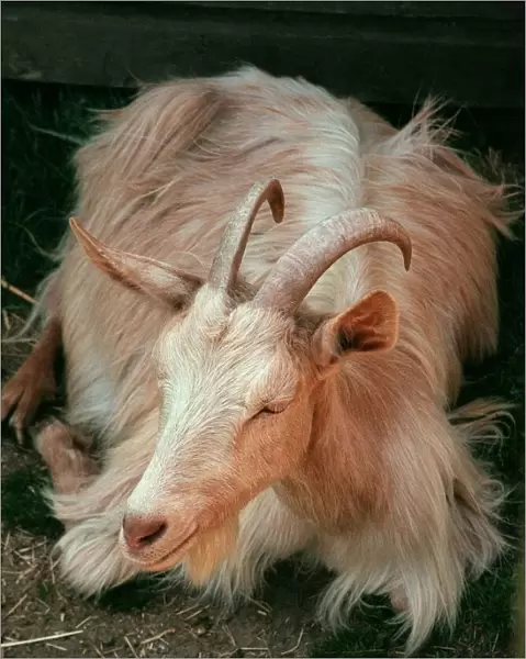 Golden Gernsey goat at Aldenham Country Park July 1996