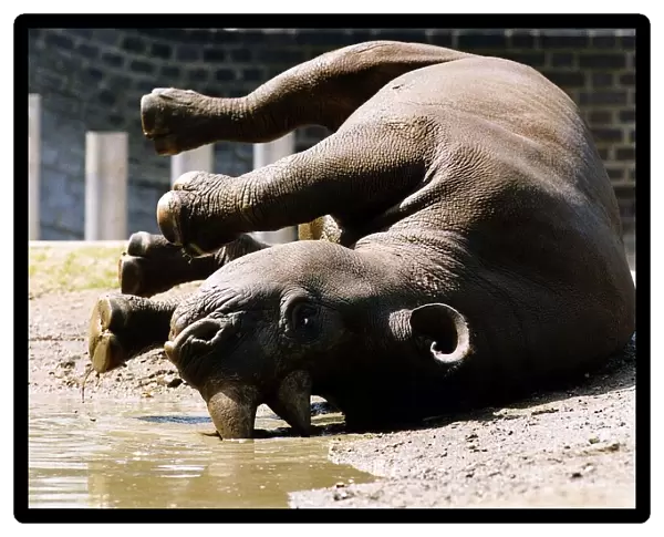 Roll Over rhino one inmate of London Zoo circa 1992