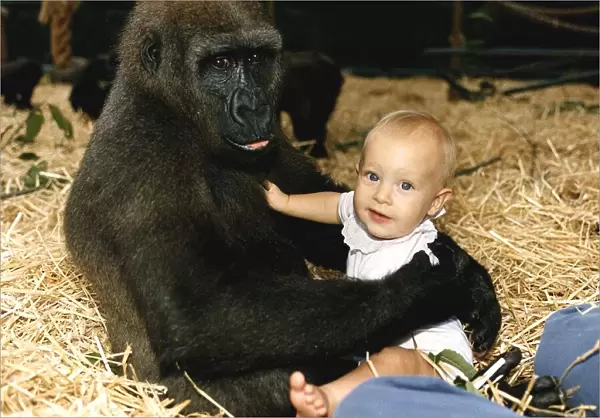 Sangha the Gorilla holding onto 9 month old Tanya Aspinall August 1990
