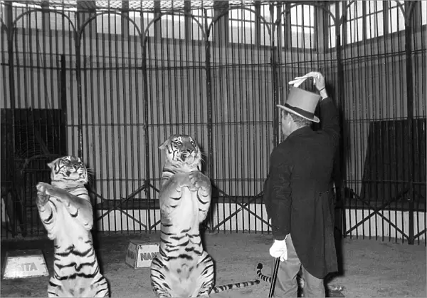 Alex Kerr and tiger Khan Tigers sitting up on their hind legs December 1957