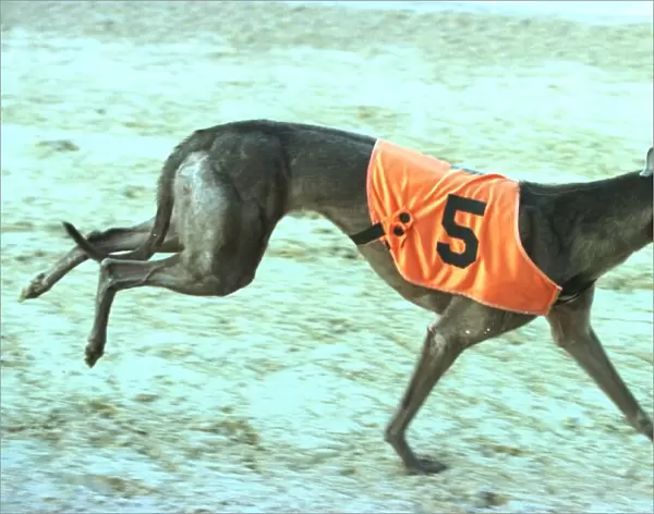 Wilma after winning at Poole 1998 Wilma the greyhound who ran away from racetrack