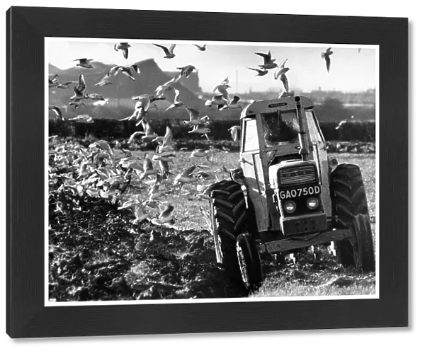 Birds look for the early worms while this farmer ploughs his field in 1970
