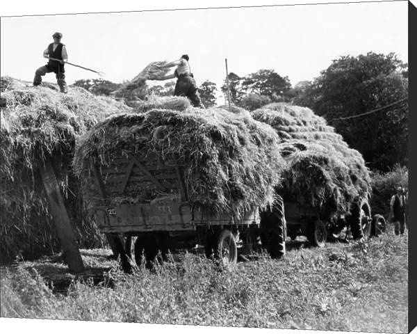 Farm hands gathering the harvest by hand at Mill Farm, Mitford