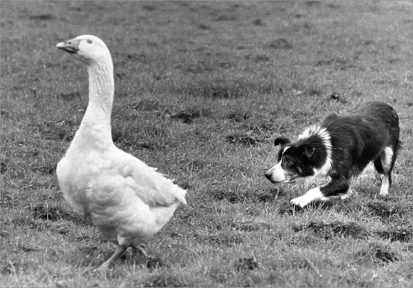 A sheepdog rounding up a stray goose