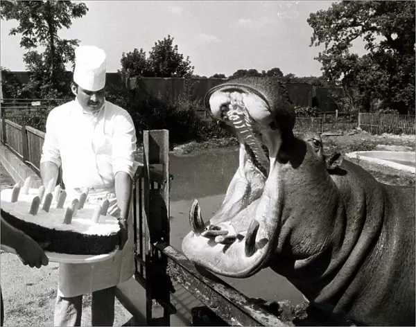 Ben the Hippo prepares to eat his birthday cake - September 1981 Ben the hippo at