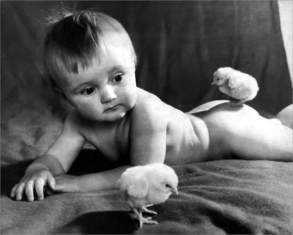 Thirteen month old boy Ian Bottomley of St Annes meets his first spring chickens