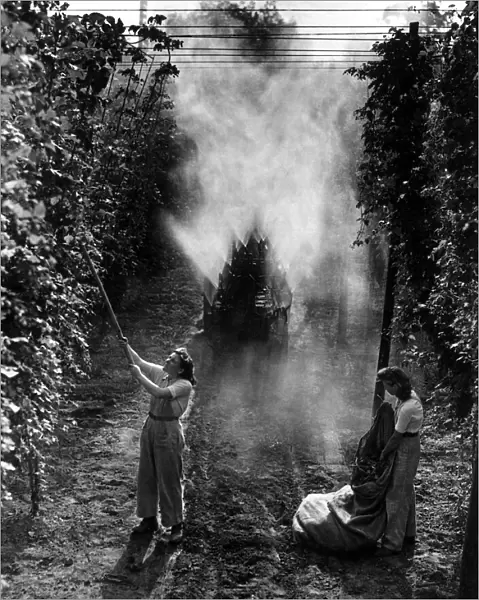 Landgirls are pulling down branches of hops that are infected with mildew as the special