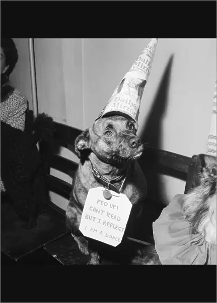 Sally the dog, wearing a Daily Mirror hat at the fancy dress competition at an annual