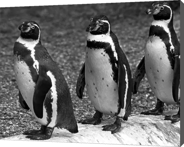3 penguins in a line at Twycross zoo, Warwickshire. 14th June 1984