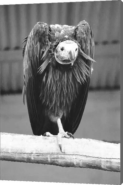 The Sociable Vulture seen here at London Zoo 29th December 1970