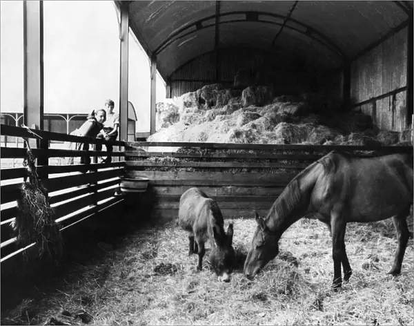 Arkle and companion donkey -Nellie', convalecing in barn at Bryanstown Farm