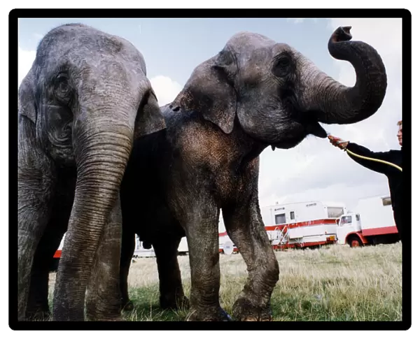 Performing circus elephants Nepal and Baby being given a drink by Carolyn Roberts as they