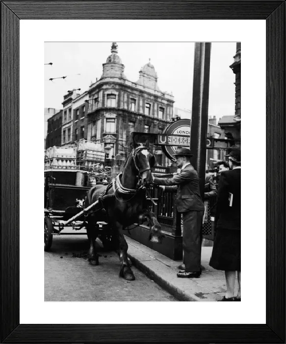 Framed Print : Milk Cart Print, Restive Horse in Shafts, Holborn 1946 Framed Print : Milk Cart Print, Restive Horse in Shafts, Holborn 1946