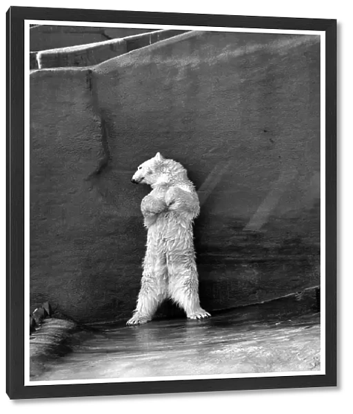 Polar bear 'Pipaluk'in his pen at London Zoo. 20th February 1975