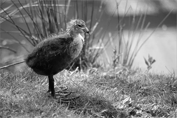 Young Bird at Chester Zoo, 20th May 1989