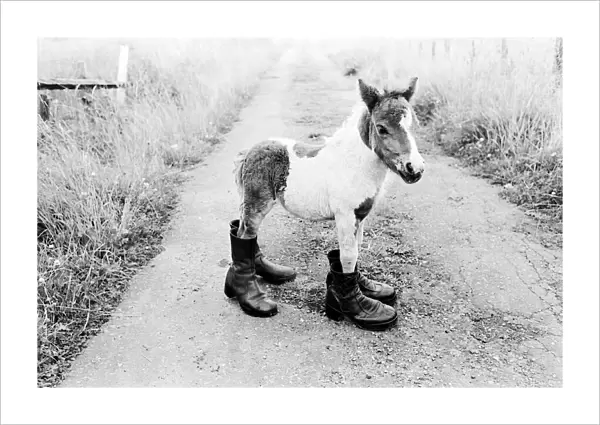 Britains smallest Shetland Pony Lucky. When she was born she was only 14