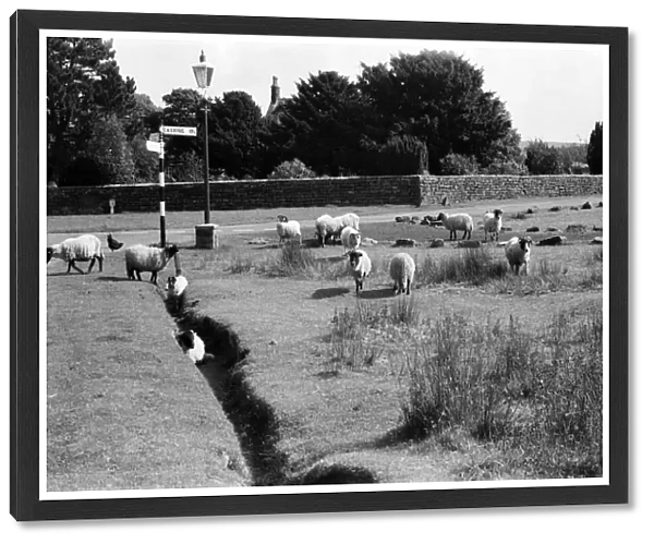 Sheep grazing on village streets in Goathland, North Yorkshire. September 1971