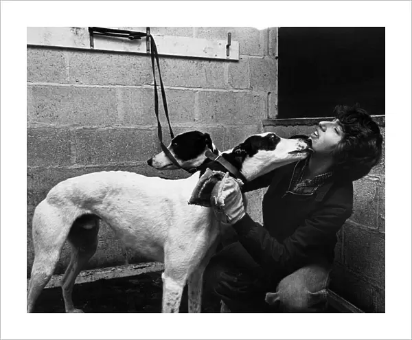 Angela Duncan receives a friendly lick as she grooms one of the greyhounds at Cleveland
