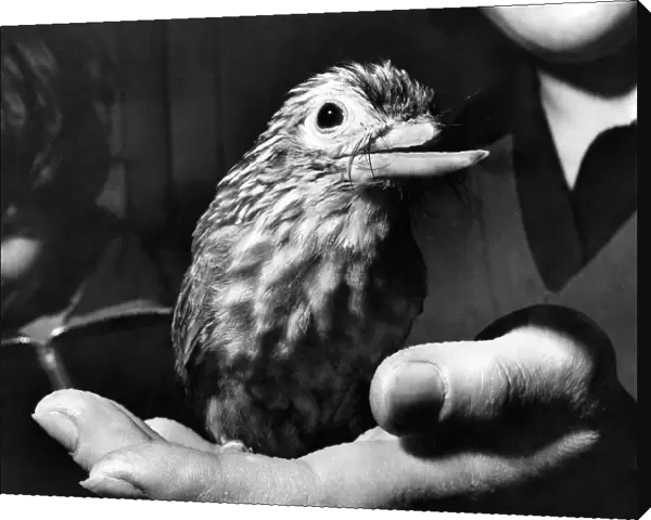 Twiggy - a six-months-old green and grey leaf bird from Siam was facing a sad maimed