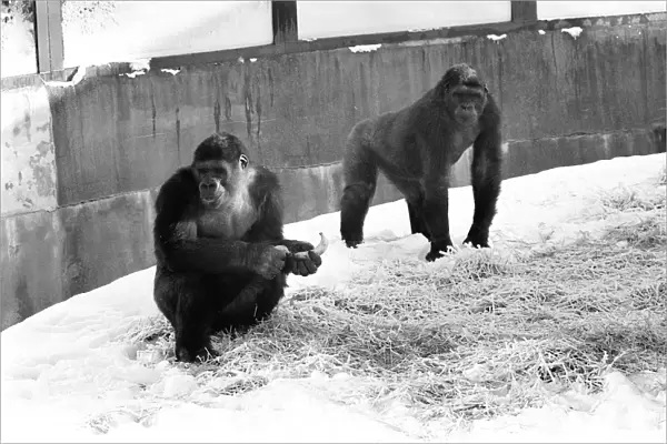 Two Silverback Gorillas in their enclosure at Twycross Zoo. 14th January 1982