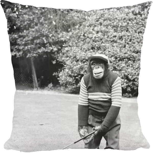 A Chimpanzee at Twycross Zoo playing a round of golf. 10th September 1980