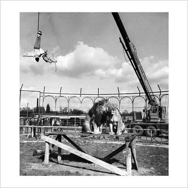 Mel Harveys escape act at Coventry Zoo, suspended over the lion