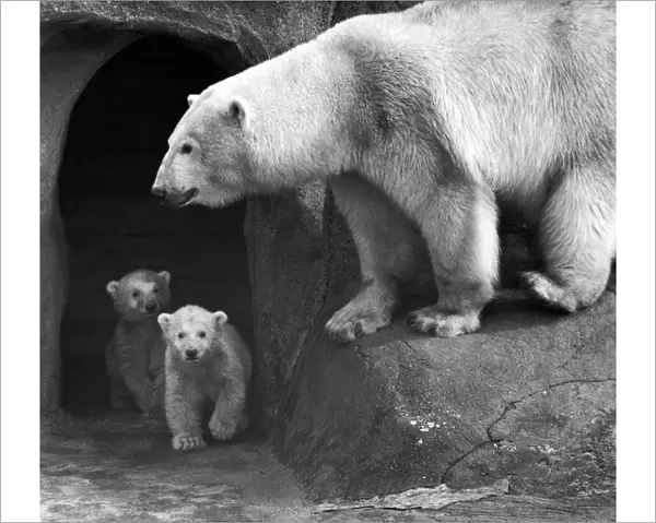 'Its all clear you can come out now. Polar Bear twins Aurora
