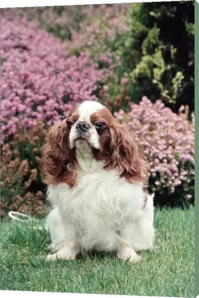 King Charles Spaniel, Theron, who is the living breed record holder with 30cc score