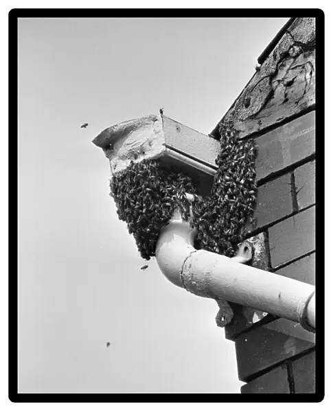 A swarm of bees at the top of some guttering outside 'Yasmin s'shop