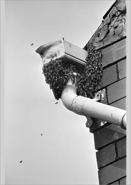 A swarm of bees at the top of some guttering outside 'Yasmin s'shop