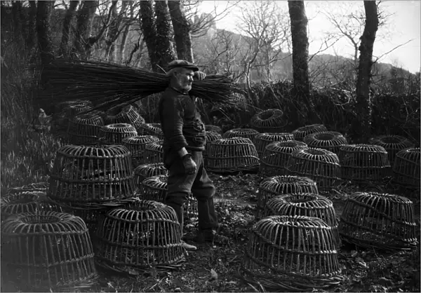 The crab pot industry at Penberth, Cornwall. Bringing home the willows. 1923