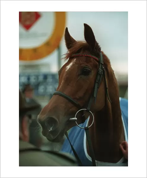 Mysilv. Racehorse 02 March 1994 Date: 02 March 1994