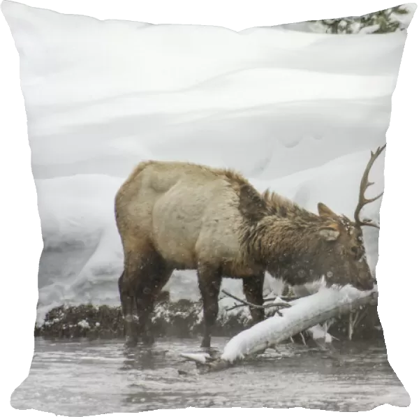 Roosevelt elk in winter