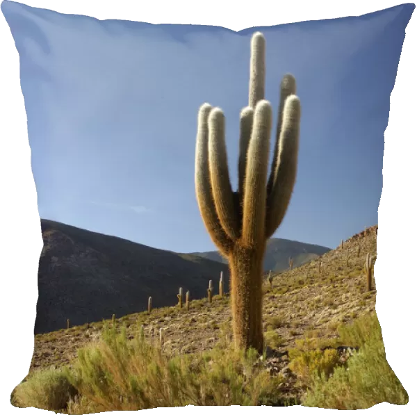 Cardon. South America, Argentina, argentinian, Jujui, Andes, Altiplano, Susques, cactus