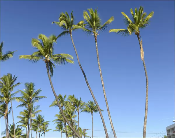 Maui. USA, Hawaii, Maui, Kihei, palm trees
