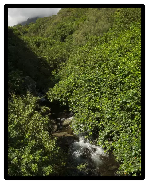Maui. USA, Hawaii, Maui, Kahului, Iao Valley, Iao Needle State Park