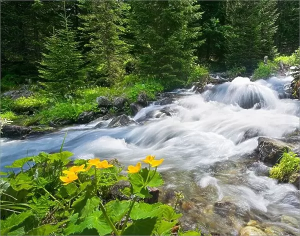 Rohacky Stream in Tatra Mountains Slovakia