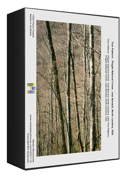Tree Patterns - Pisgah National Forest - near Brevard, North Carolina, USA