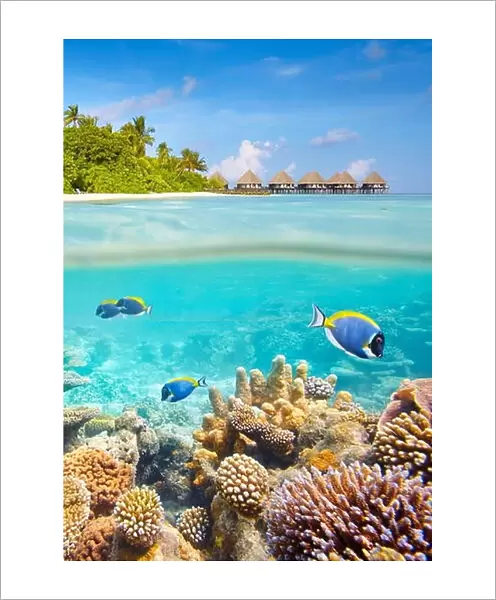 Underwater view with reef and fish, Maldives Islands