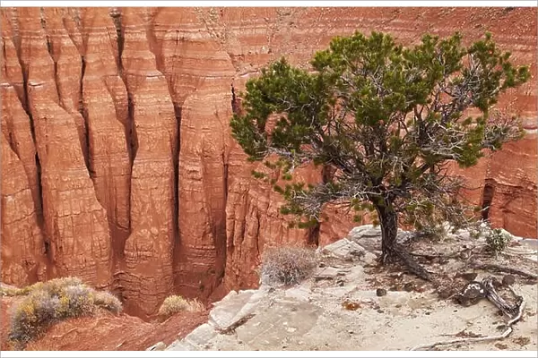 Tree at the canyon edge, Cathedral Valley, Capitol Reef national park, Utah, USA