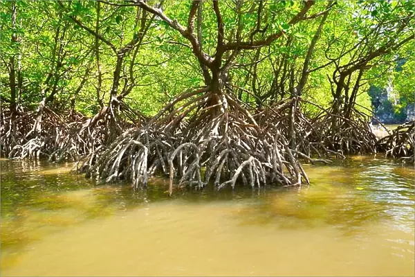Thailand - Krabi province, mangrove forest, coastline Phang Nga Bay